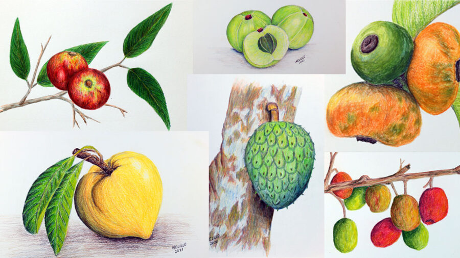 Tropical Treasures: An Introduction to the Vibrant World of Exotic Fruits.