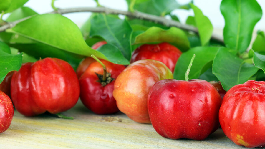 Barbados Cherry: The Tropical Superfruit You Need To Try