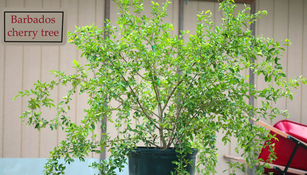 A barbados cherry tree in a 30-gallon pot.