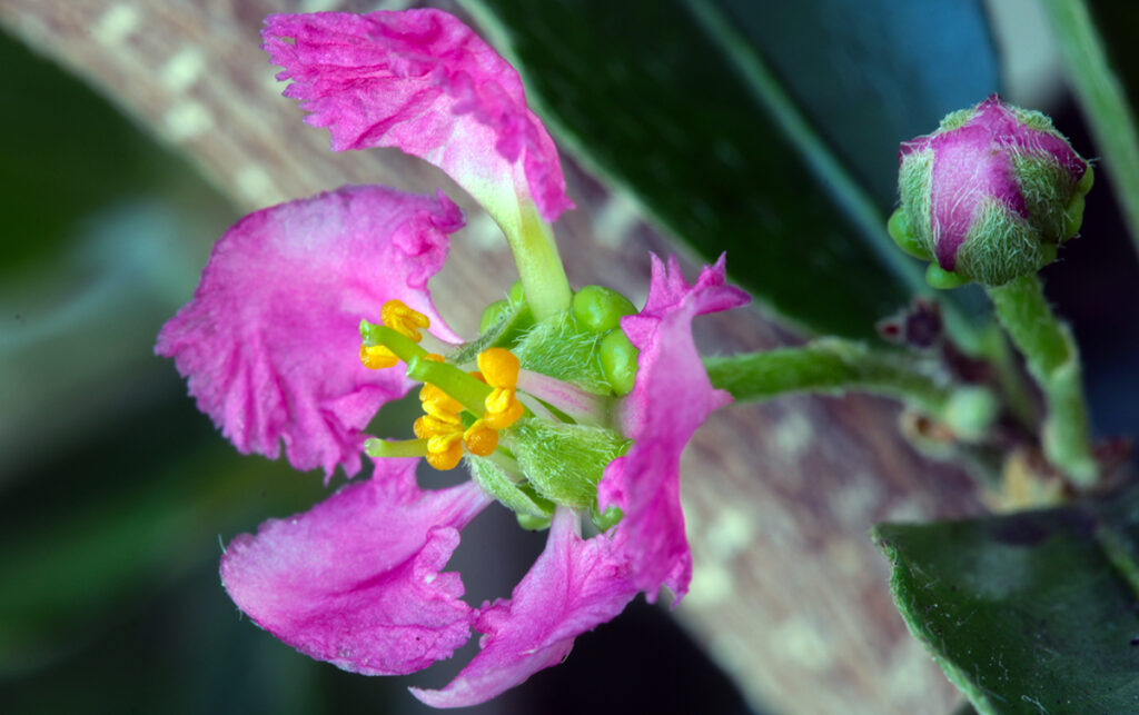 Flower of the barbados cherry.