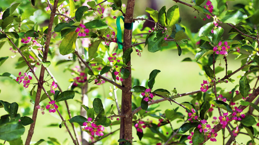 Flowers of the Barbados cherry tree