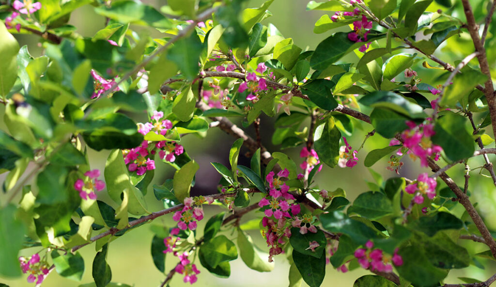 Flowers of the Barbados cherry tree