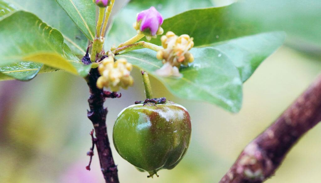 Fruit of the barbados cherry growing.