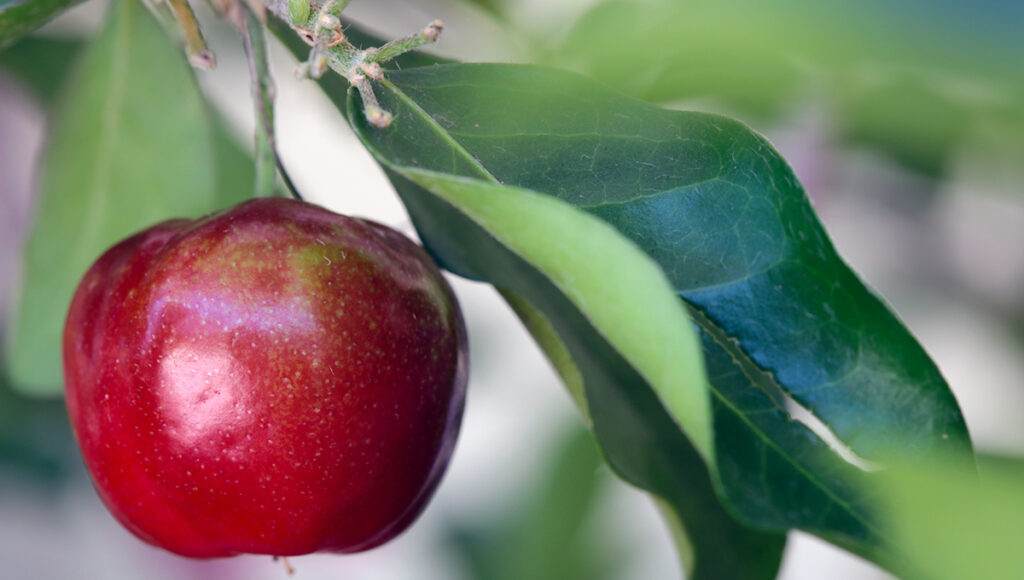 Fruit of the Barbados cherry, ripe and ready to eat.