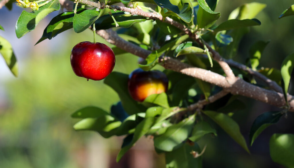 Ripe fruit of the barbados cherry tree.