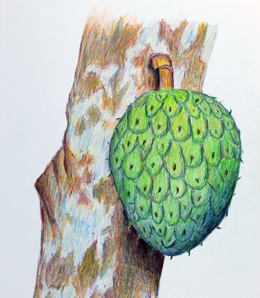 Fruit of the Annona montana.