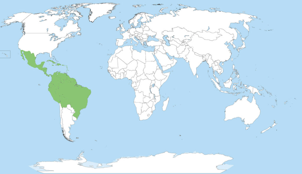 World map with the countries where originated the Annona montana.