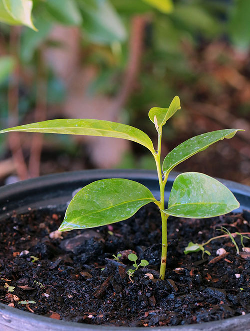 Small tree germinated of Annona montana.