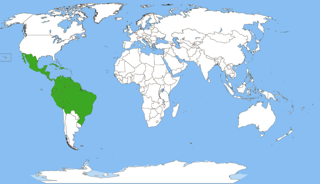 World map with the countries where originated the Muntingia calabura.