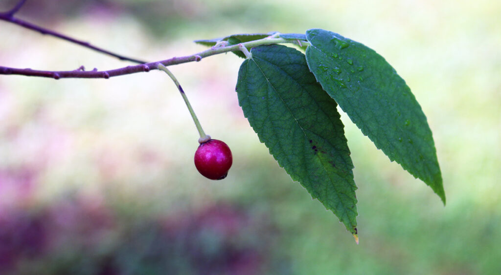 Fruit of the Muntingia calabura.
Fruit of the strawberry tree.