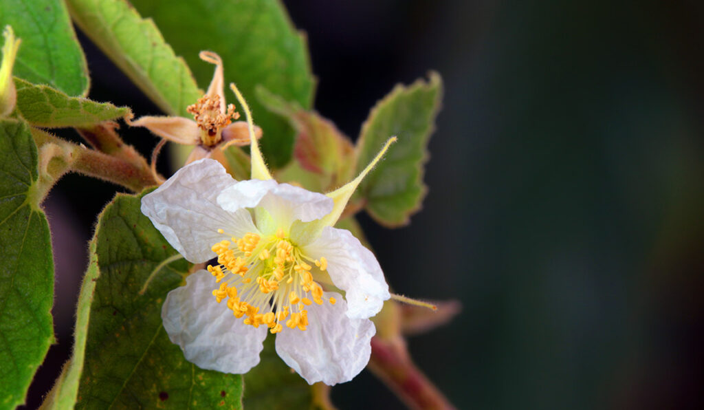 Flower of the Muntingia calabura (Jamaican cherry).