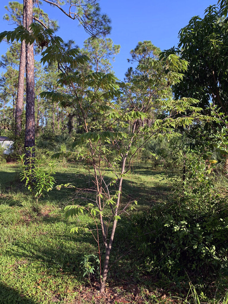 Muntingia calabura tree.